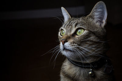 Close-up portrait of a cat looking away