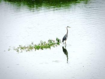 View of a bird in lake