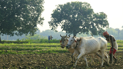 Man with bulls on field