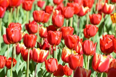 Close-up of red tulips