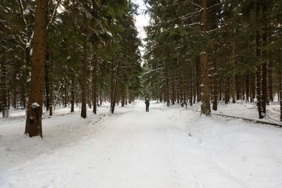 Trees on snow covered road in forest