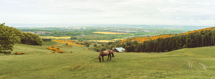 Panoramic view of a pony on a wide open ranch in the scottish hills