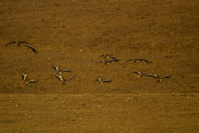 Flock of birds flying over land