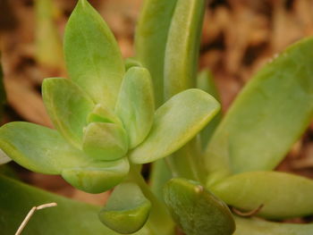 Close-up of plant