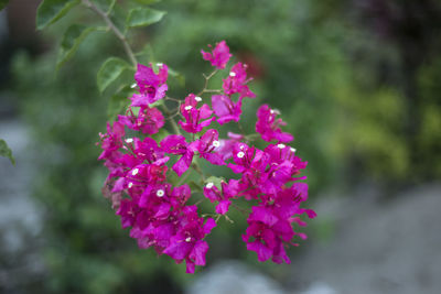 Close-up of pink flowers blooming outdoors