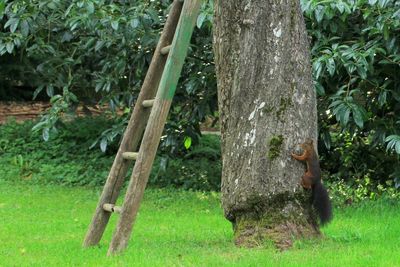Trees growing in forest