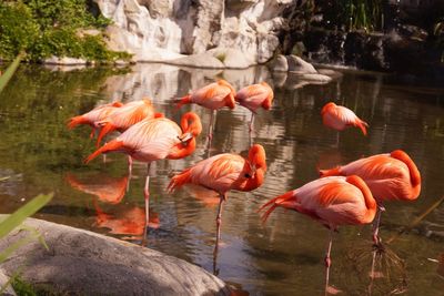 Flamingos in water