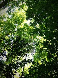 Low angle view of trees