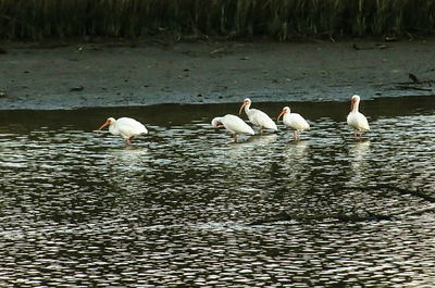 Swans swimming in lake