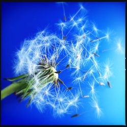 Close-up of dandelion against blue sky