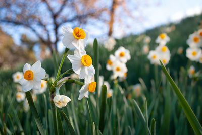 Close-up of white flowering plant in field