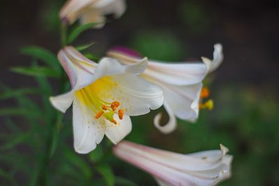 Close-up of white flowering plant