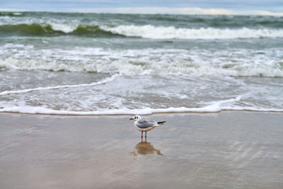 Seagull on beach