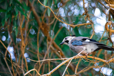 Close-up of bird perching on branch