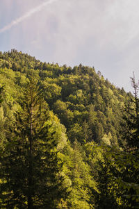 Low angle view of trees and plants against sky