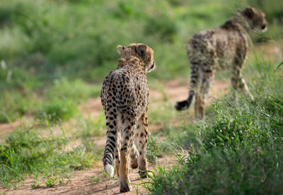 Giraffes on grass