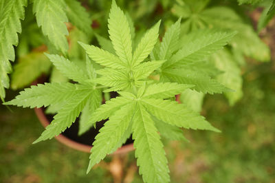 Close-up of fresh green leaves