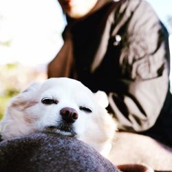 Close-up portrait of dog