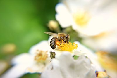 Close-up of honeybee on white flower