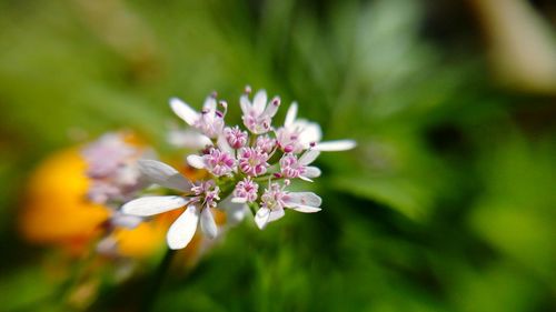 Close-up of purple flowers blooming outdoors