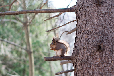 Squirrel on tree trunk