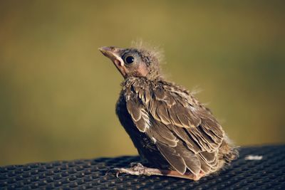 Close-up of bird perching outdoors