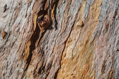 Full frame shot of tree trunk