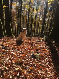 Trees in forest during autumn