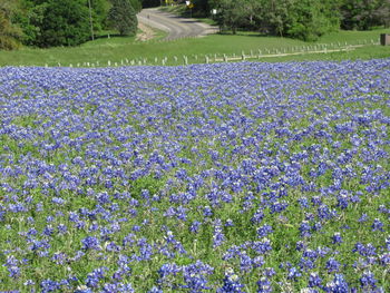 Purple flowering plants on field