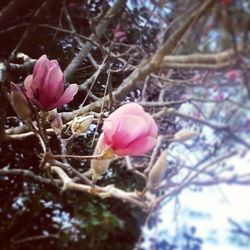 Close-up of pink flowers