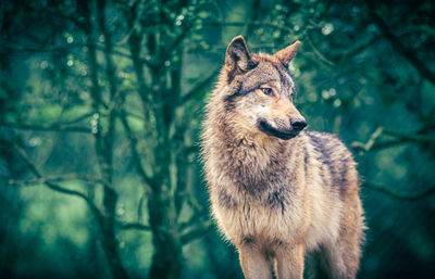 animal