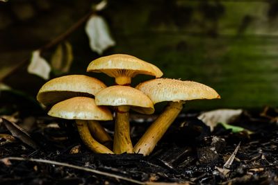 Close-up of mushroom growing on field