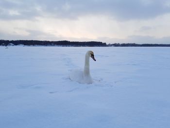 View of swan in lake against sky