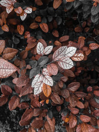 Close-up of leaves