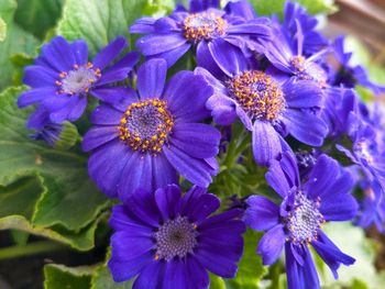 Close-up of purple flowers blooming outdoors