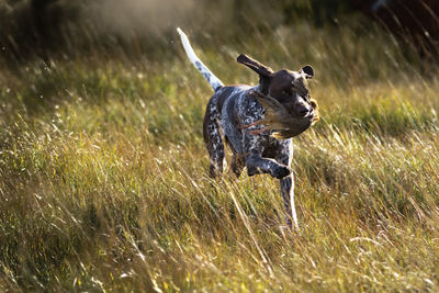 Dog running in a field