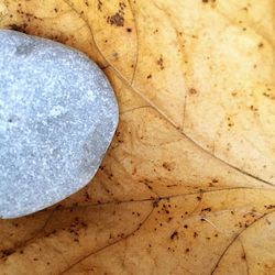 Close-up of tiled floor