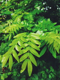 Close-up of green leaves