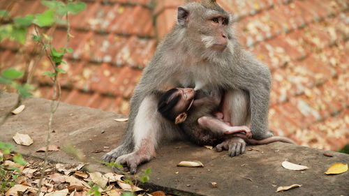 Monkey mother breastfeeds baby. monkey macaque in the rain forest. 