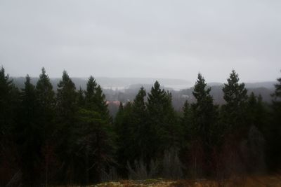 Trees in forest against sky