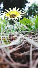 Close-up of insect on plant