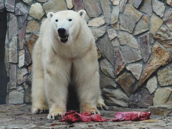 animal