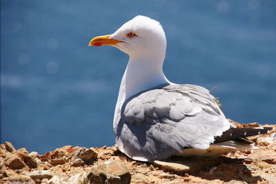 Close-up of seagull perching on shore