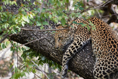 Young leopard waiting in a tree for his mother