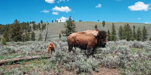 Great picture of bison with calf