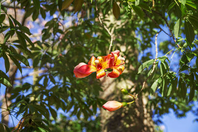 Close-up of flower growing on tree