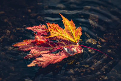 Close-up of red maple leaf on ground