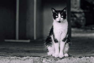 Portrait of cat sitting outdoors