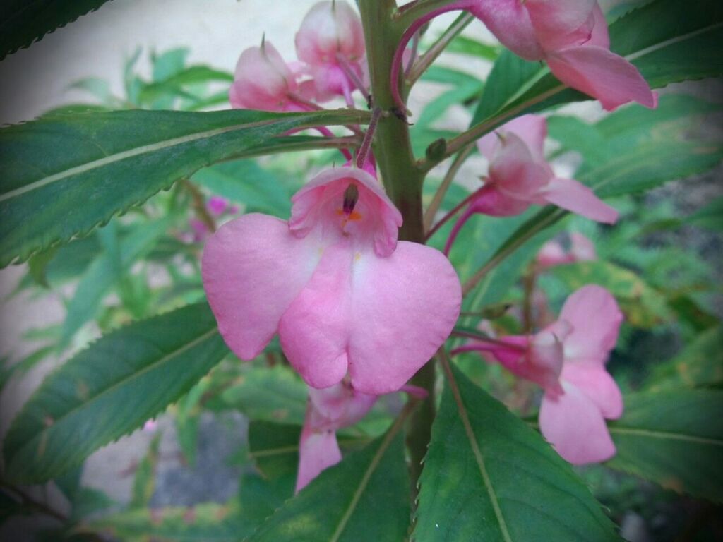 flower, pink color, freshness, growth, fragility, petal, leaf, beauty in nature, close-up, nature, flower head, plant, pink, focus on foreground, blooming, in bloom, outdoors, day, park - man made space, blossom