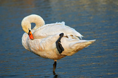 Swan swimming in lake